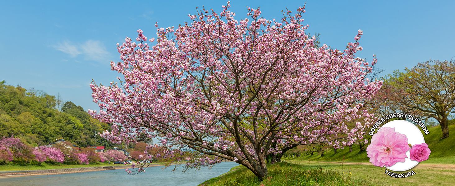 cherry blossom