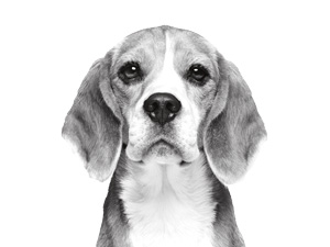 anti shed shampoo for dogs dog shampoo and conditioner sensitive dog shampoo tear free