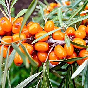 SEA BUCKTHORN PLANT