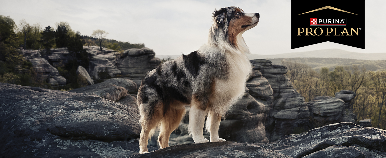 Pro plan vet dog on top of mountain