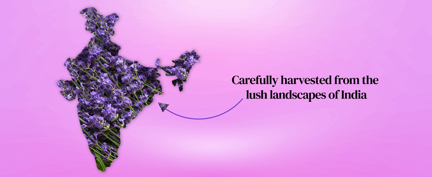 Lavender