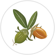 Jojoba