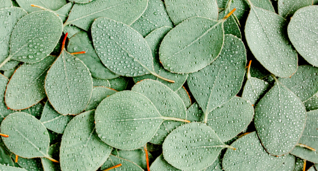 Kneipp Eucalyptus