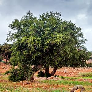 agadir aragan oil tree