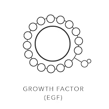 Growth Factor (EGF) Icon Image