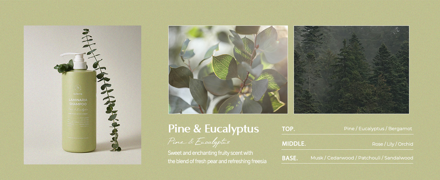 Pine & Eucalyptus